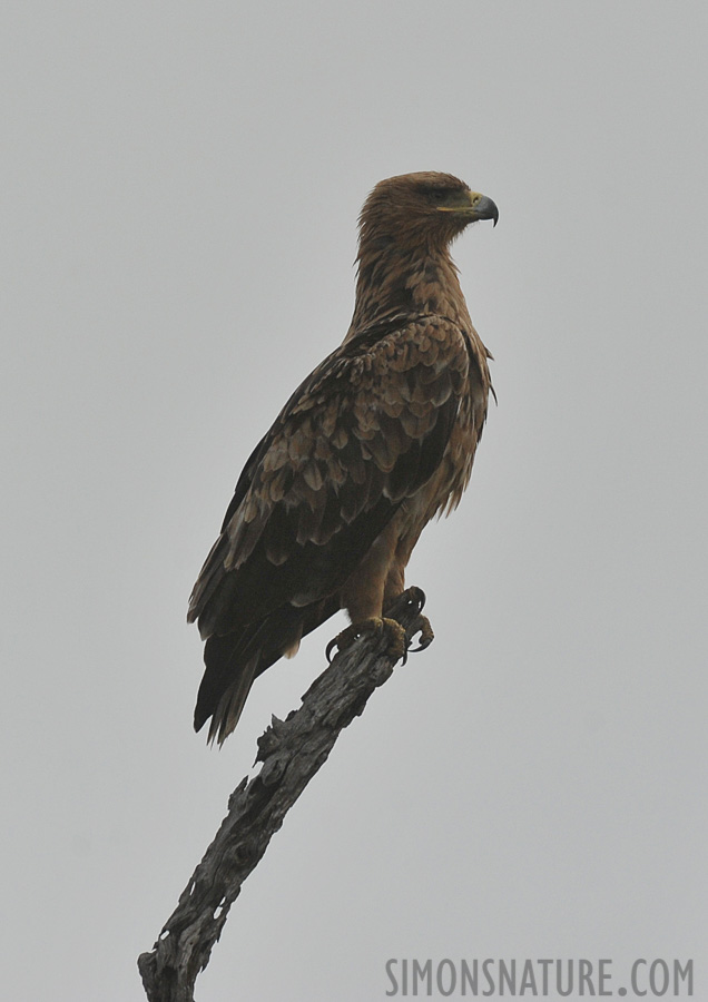 Aquila rapax rapax [550 mm, 1/2500 sec at f / 7.1, ISO 1000]